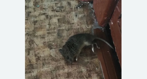 Дезинфекция от мышей в Пскове